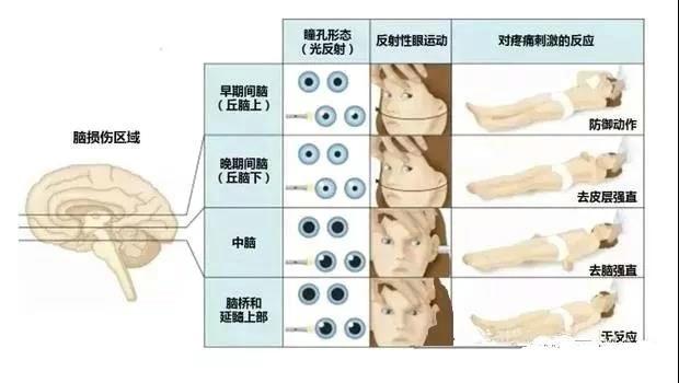 完整版神经系统医学美图看一眼就可以记住