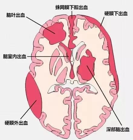 完整版神经系统医学美图看一眼就可以记住