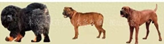 注意！南京禁养这30种犬种