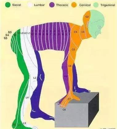 完整版神经系统医学美图看一眼就可以记住