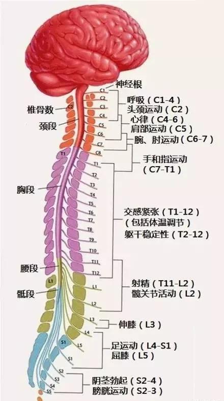 完整版神经系统医学美图看一眼就可以记住