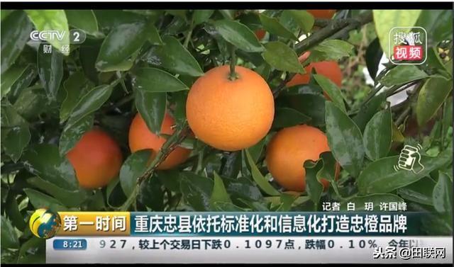 柑橘网央视首秀：打造标准化和信息化智慧平台