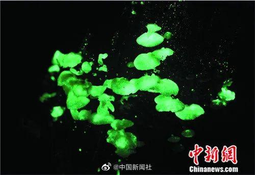 云南蘑菇有多野？看得我流下激动的口水……