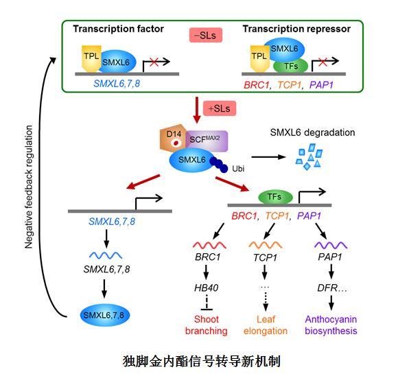 揭秘植物“身材”管家：独脚金内酯信号传导有“绝活儿”，双功能抑制蛋白