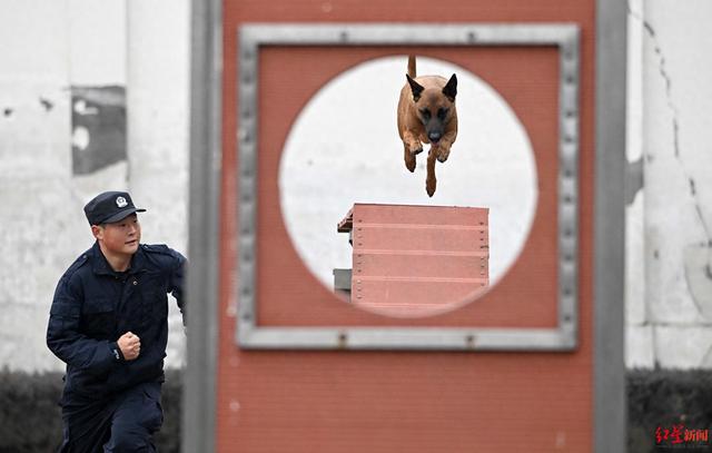 草坪找血迹、飞身夺利刃……2023年，四川公安使用警犬侦破案件50余起