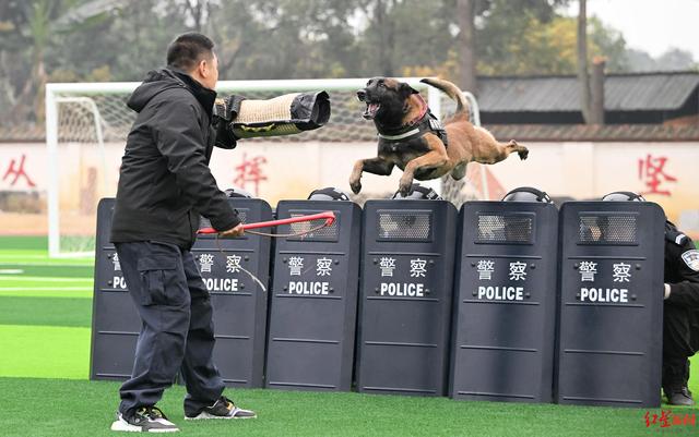 草坪找血迹、飞身夺利刃……2023年，四川公安使用警犬侦破案件50余起