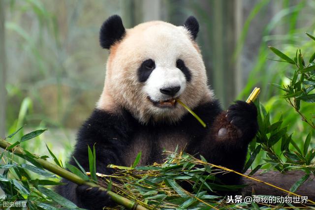 大熊猫不是食草动物却为何天天吃竹子，它如何消化竹子里的纤维？