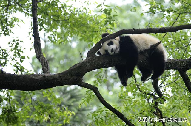 大熊猫不是食草动物却为何天天吃竹子，它如何消化竹子里的纤维？