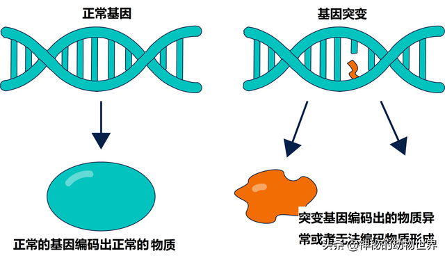 大熊猫不是食草动物却为何天天吃竹子，它如何消化竹子里的纤维？