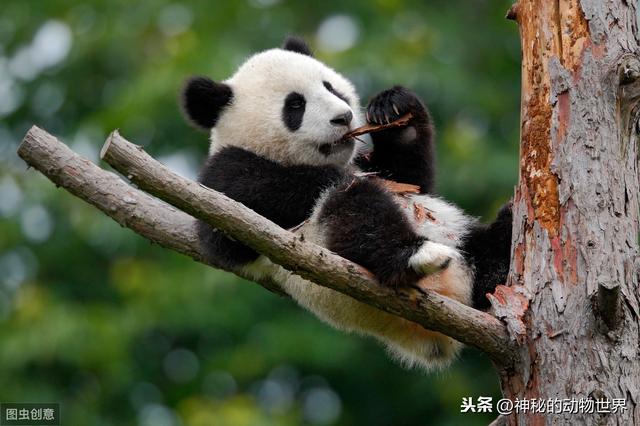 大熊猫不是食草动物却为何天天吃竹子，它如何消化竹子里的纤维？