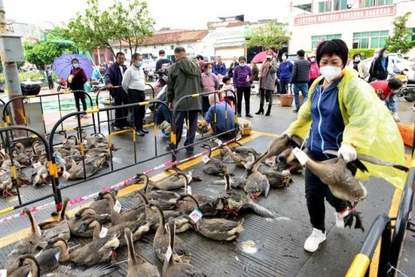 一地连续3年免费派大鹅！网友：流下了羡慕的口水