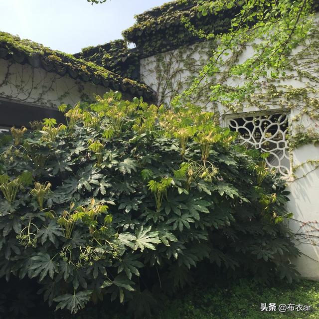 还是四月，游苏州东山启园，又名席家花园