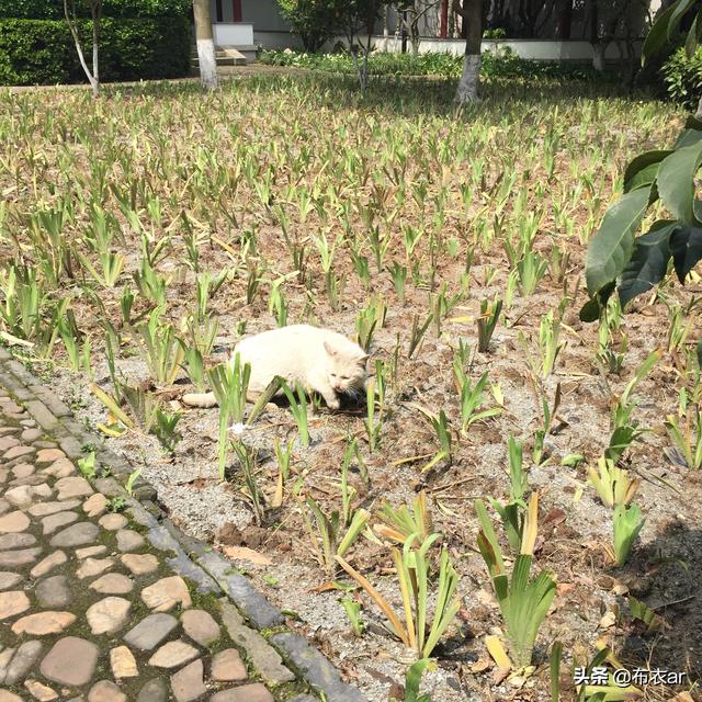 还是四月，游苏州东山启园，又名席家花园