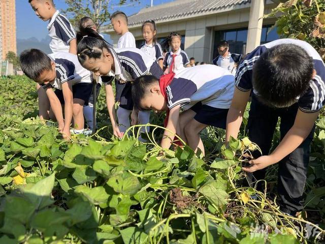 恩施市高旗实验小学：“泥”的童年 “薯”你最棒