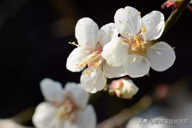 写尽梅花傲雪风骨，美的令人心醉的梅花诗词