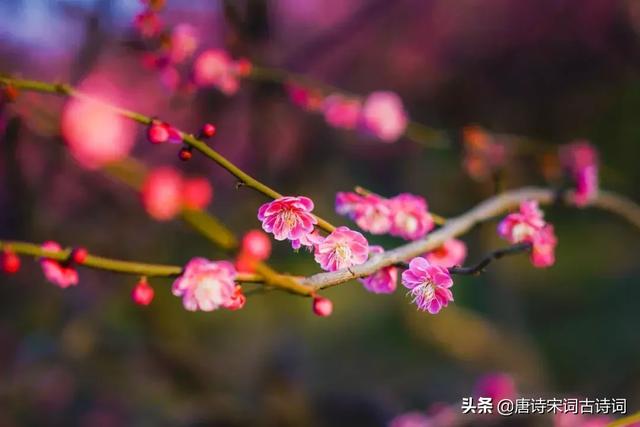 写尽梅花傲雪风骨，美的令人心醉的梅花诗词