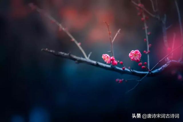 写尽梅花傲雪风骨，美的令人心醉的梅花诗词