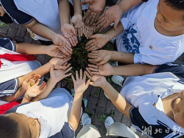 恩施市高旗实验小学：“泥”的童年 “薯”你最棒