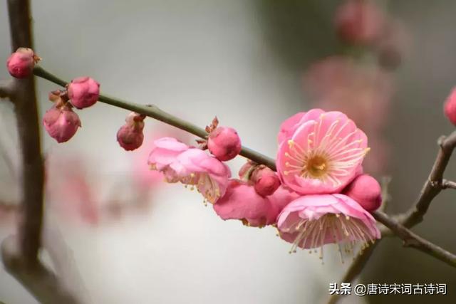 写尽梅花傲雪风骨，美的令人心醉的梅花诗词