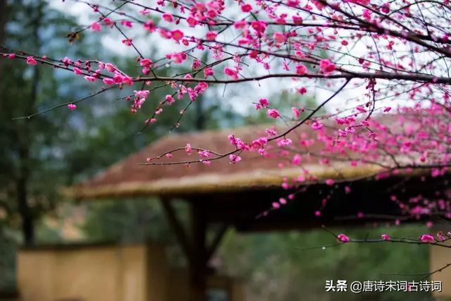 写尽梅花傲雪风骨，美的令人心醉的梅花诗词