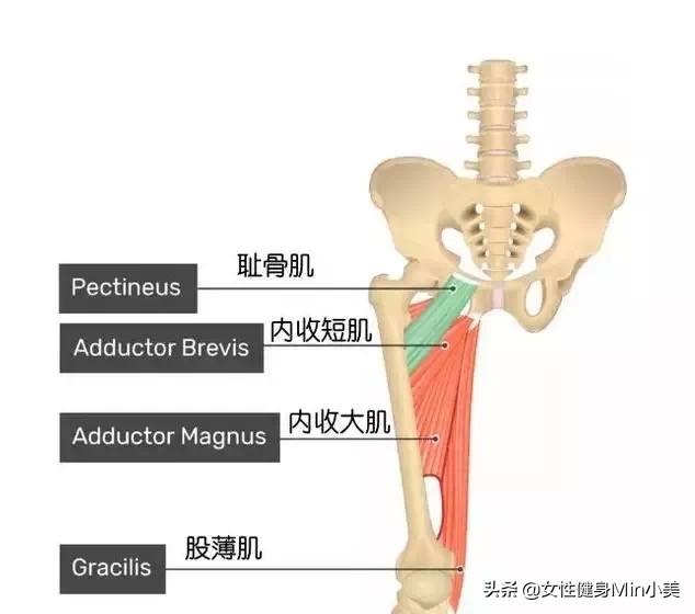 大腿内侧松松软软？练好这6个动作，紧致大腿线条还能翘臀喔