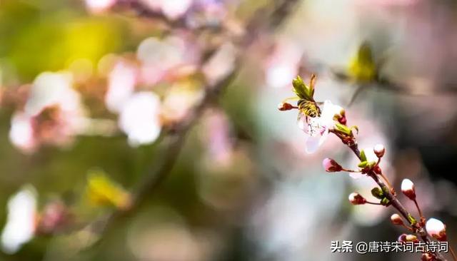 写尽梅花傲雪风骨，美的令人心醉的梅花诗词