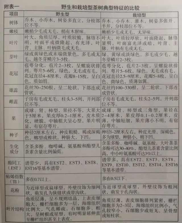 超实用！9招教你识别用台地茶冒充的古树茶