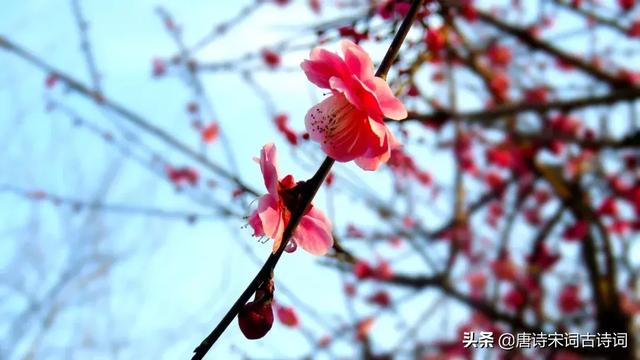 写尽梅花傲雪风骨，美的令人心醉的梅花诗词