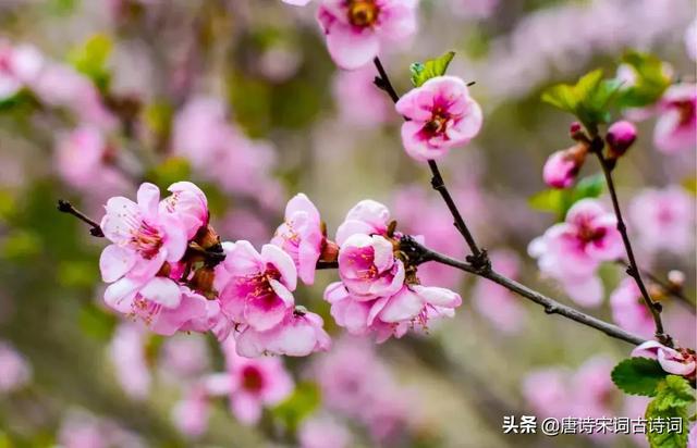 写尽梅花傲雪风骨，美的令人心醉的梅花诗词