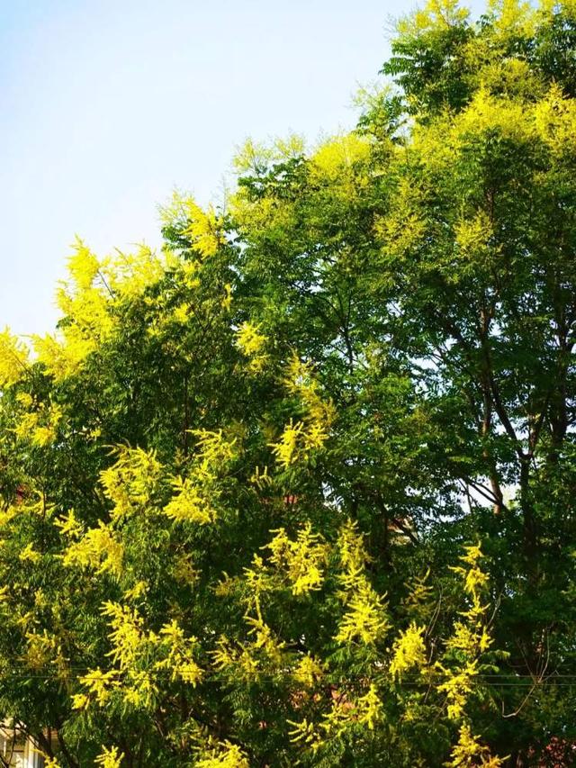 满地尽是“桂花”？其实是栾树的花，马上要换红色风景线，地铁3号线大柏树站曾因它成网红