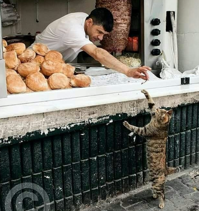 一组温暖可爱的猫咪图片，总有一张能治愈你的心