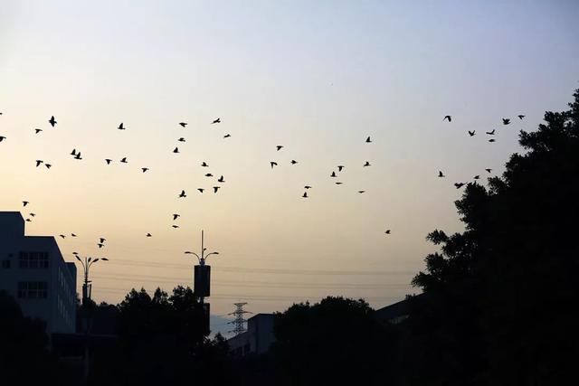 夕阳下百鸟归巢，快到北碚看美丽秋景