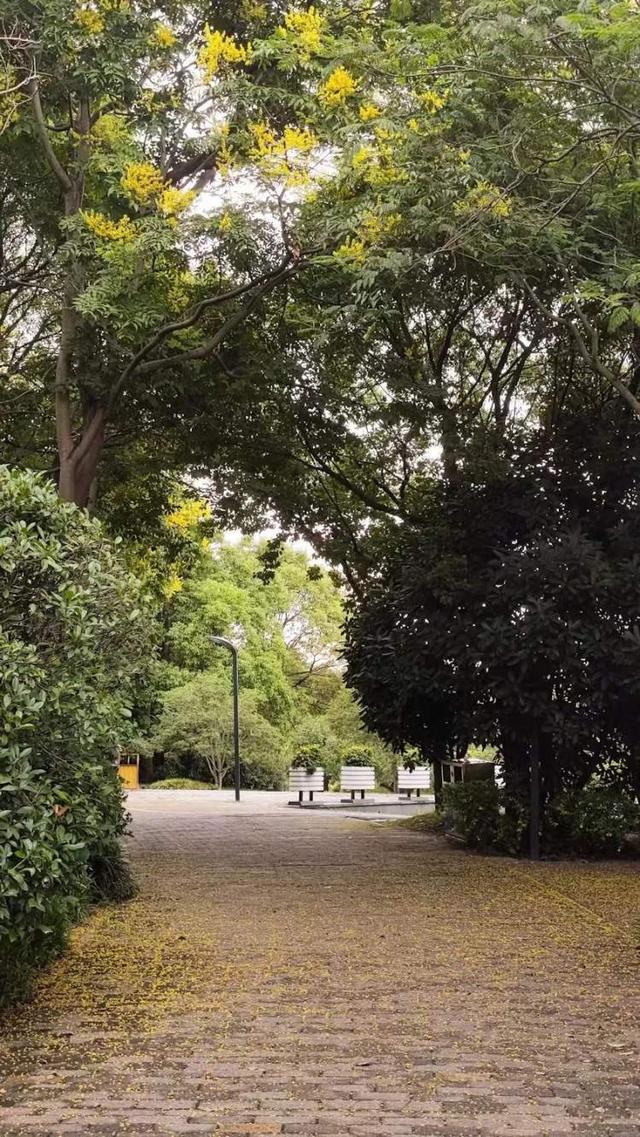 满地尽是“桂花”？其实是栾树的花，马上要换红色风景线，地铁3号线大柏树站曾因它成网红