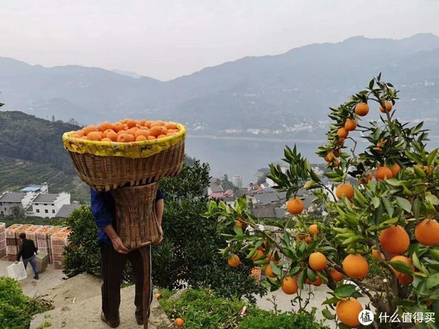 聊一聊罗老师直播带货的秭归脐橙——伦晚。