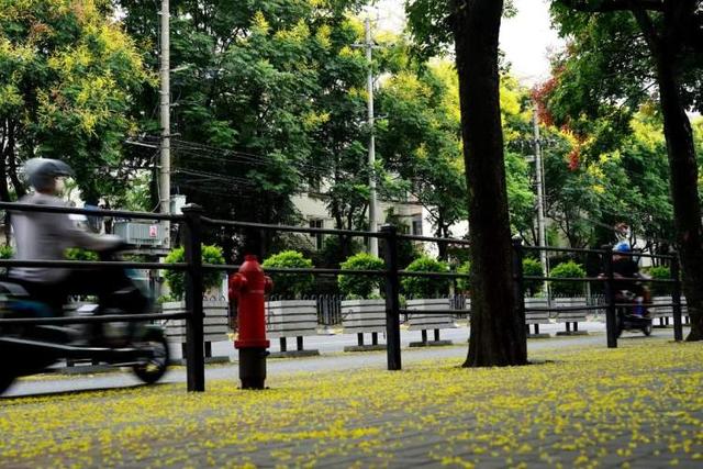 满地尽是“桂花”？其实是栾树的花，马上要换红色风景线，地铁3号线大柏树站曾因它成网红