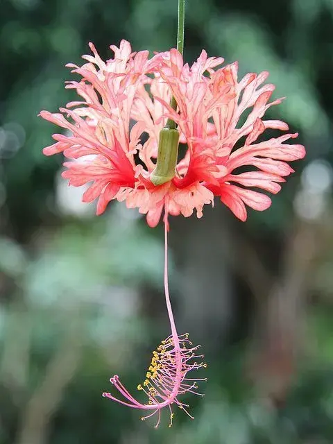 花中美人，惊艳众人