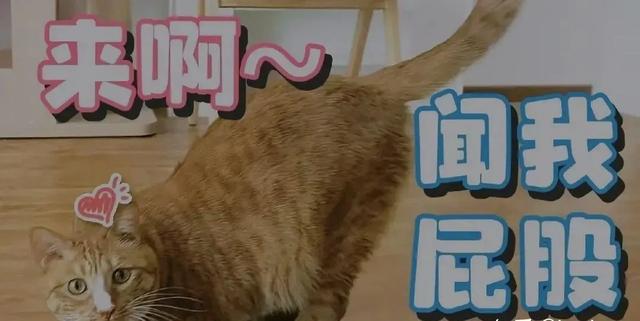 猫咪为什么总把屁股怼你脸？科学：它在给你发年终奖！