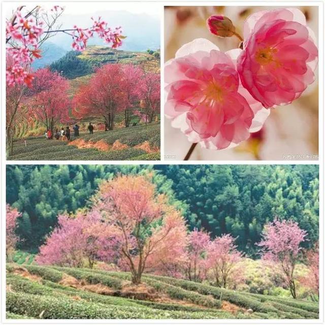 赏樱花何必去日本，在福建也可以！