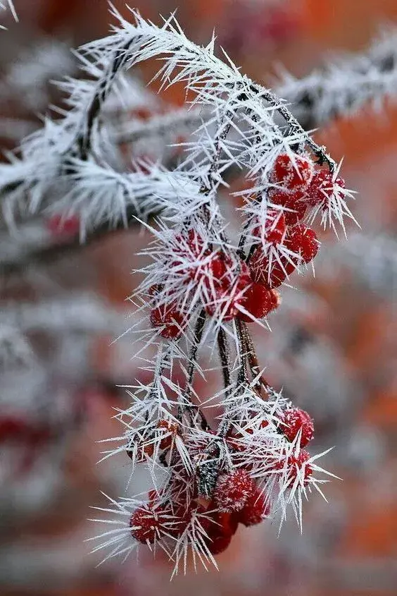 花中美人，惊艳众人