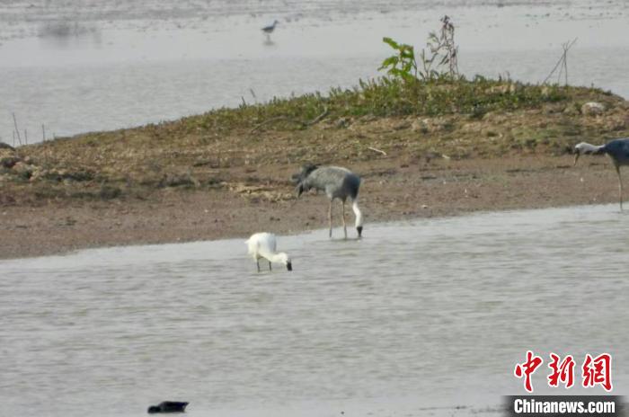 江西鄱阳湖南矶湿地保护区1月记录水鸟20余万羽次