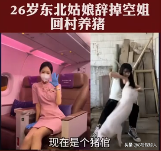 美女空姐裸辞回家养猪，年底俩月收入20万，一次意外却火出圈了！