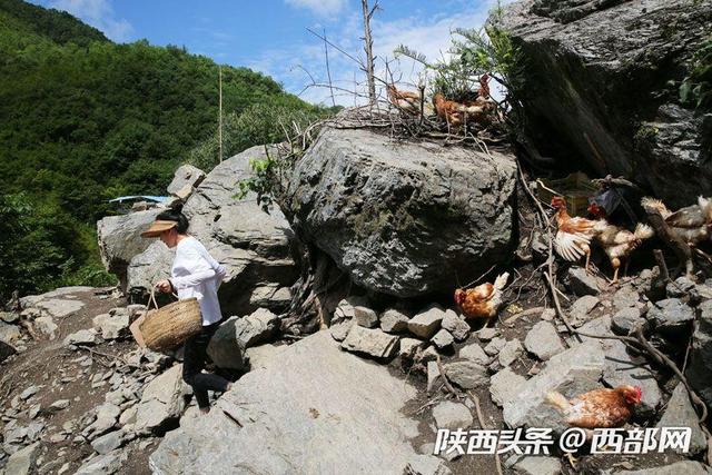 视频丨镇坪美女放弃城里时装店母婴店，进深山放养三万只蛋鸡