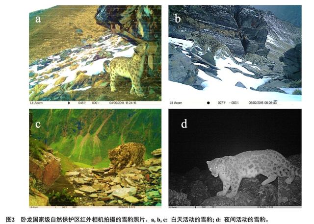 新知丨雪豹说：“啊嗷啊嗷啊啊哦——”