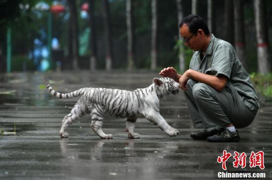 超有爱！小白虎被虎妈“抛弃”俩暖男当“超级奶爸”