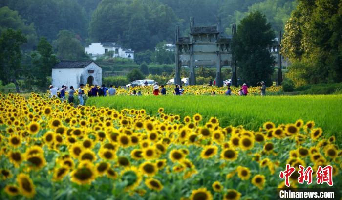 （乡村行·看振兴）安徽黄山：赏花经济绽放美丽效应