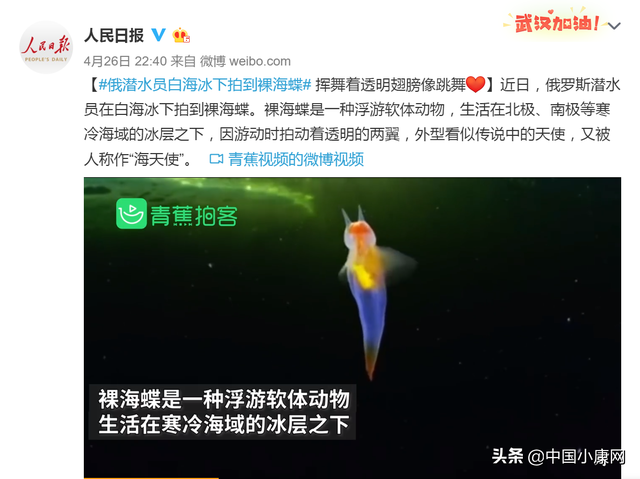 俄潜水员冰下拍到裸海蝶 “海天使”名称的由来