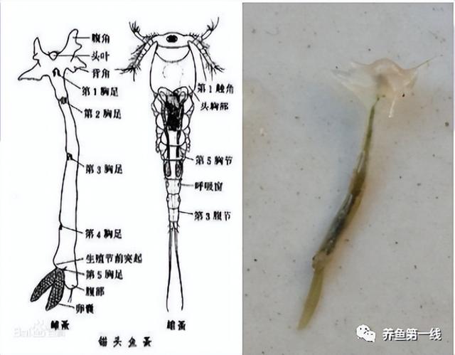 硫酸亚铁+敌杀死：两药合剂杀灭锚头鳋效果好