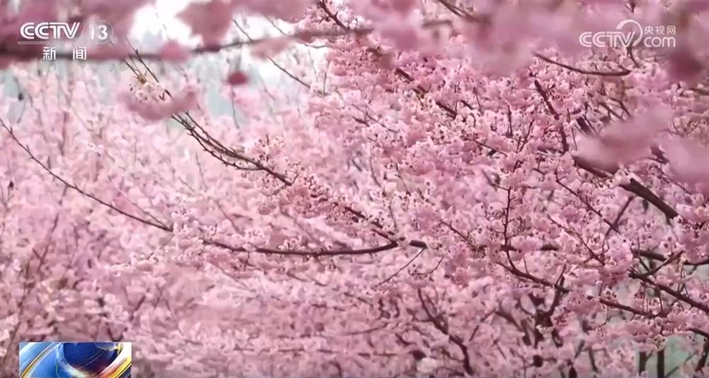 “赏花经济”带动文旅市场春潮涌动 为城乡消费注入蓬勃动能