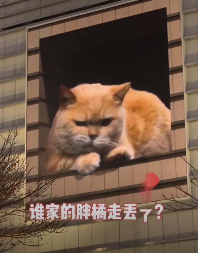 “最大胖橘”现身上海徐家汇，屏幕后的他说萌猫“很治愈”