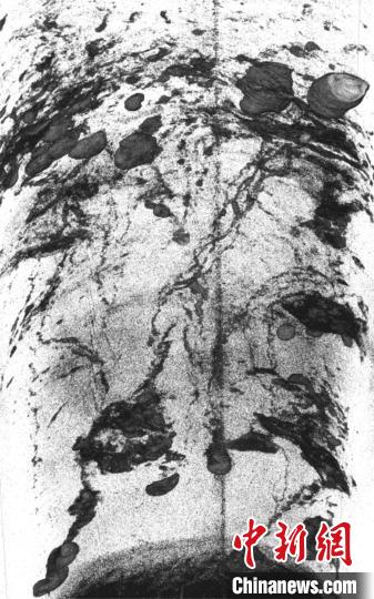 深海生物如何打造其生态环境？国际最新研究发现掘穴和觅食证据